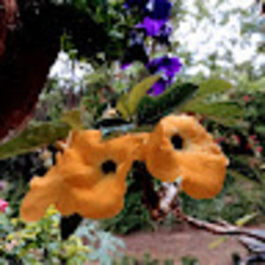 Meet your Posher, Norman